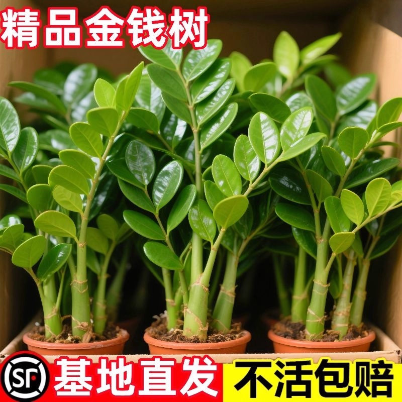 金钱树盆栽植物室内花卉客厅四季常青好养耐阴绿植摇钱串子发财树