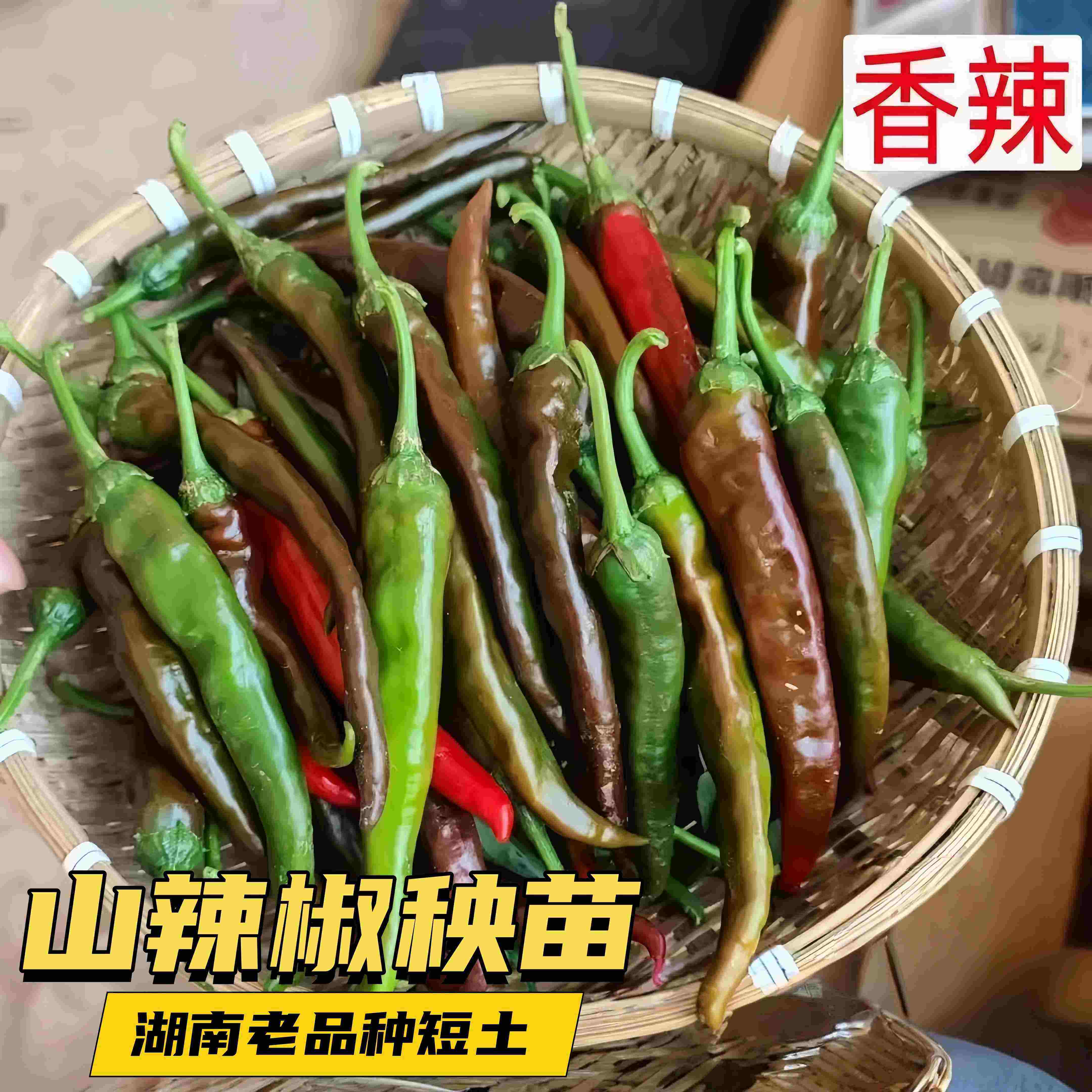 湖南本地辣椒苗秧苗老品种短土山辣椒青红辣椒籽特辣薄皮尖椒种子