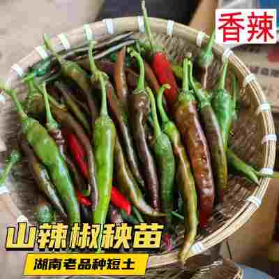 湖南本地辣椒苗秧苗老品种短土山辣椒青红辣椒籽特辣薄皮尖椒种子