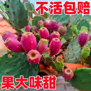 正宗云钻大红果可食用水果仙人掌能结果会开花盆栽地栽阳台云南