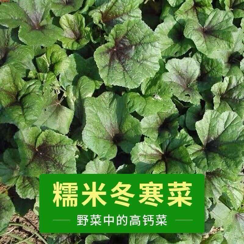 糯米冬寒菜秧苗老品种高产耐寒苋菜苗带土球发货蔬菜秧苗盆栽地栽