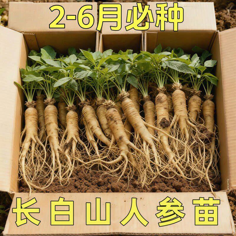 吉林长白山人参活苗西洋人参种植苗盆栽南方人参幼苗种籽子中药材