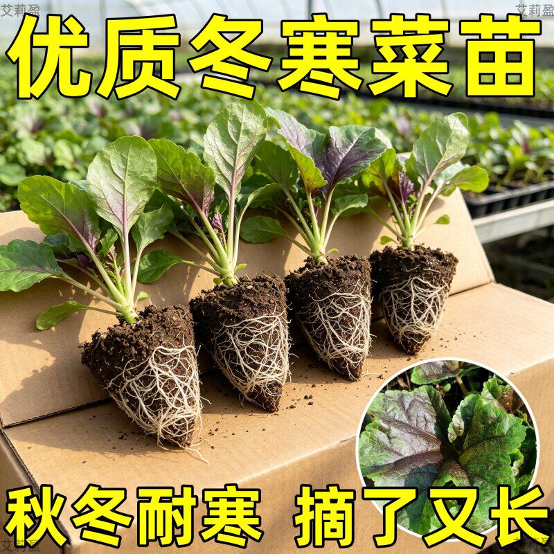 冬寒菜种苗糯米冬寒菜其菜冬苋菜种秋冬耐寒阳台盆栽蔬菜农家菜籽