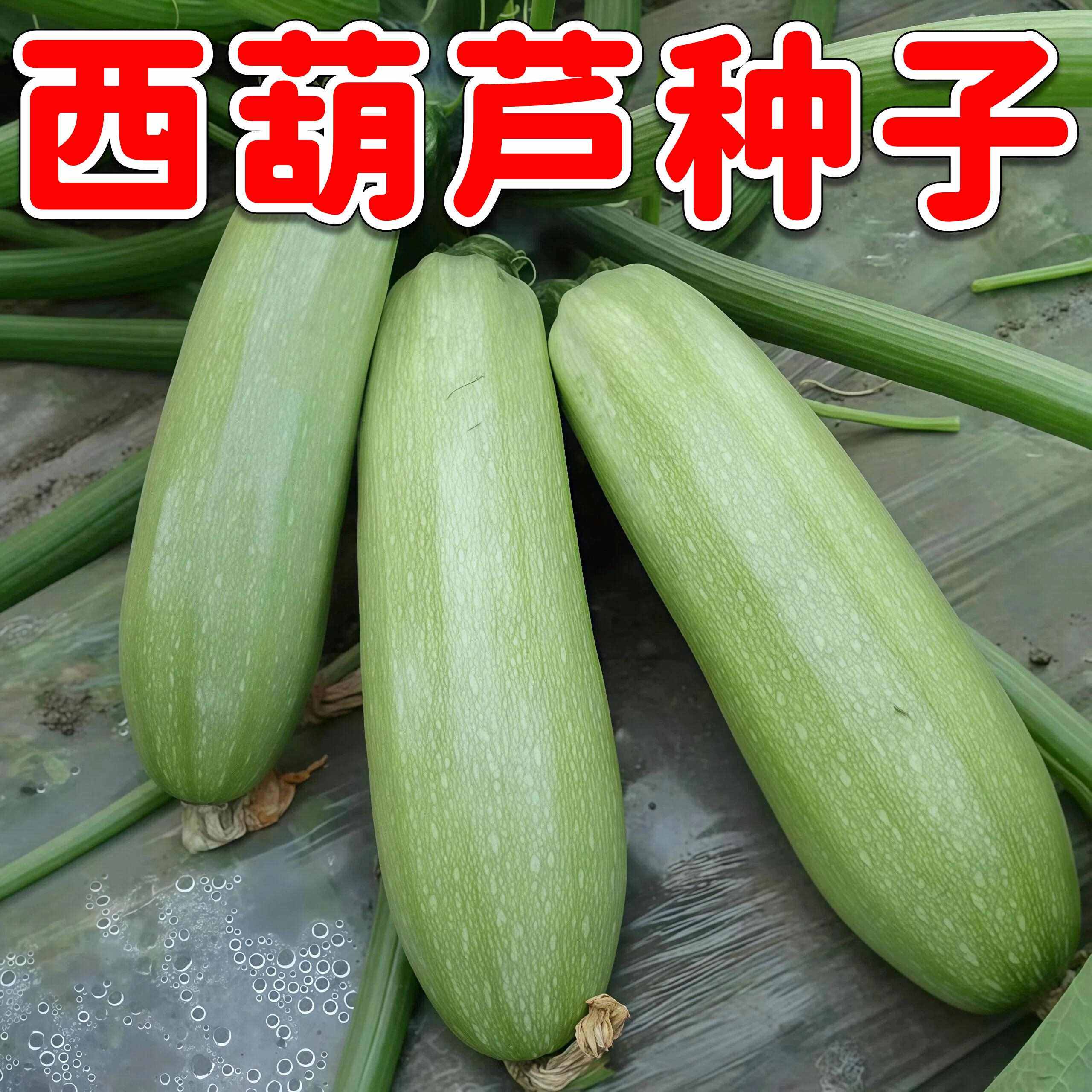 西葫芦种子家庭阳台盆栽蔬菜种籽耐热耐寒高产抗病西葫芦种苗农家