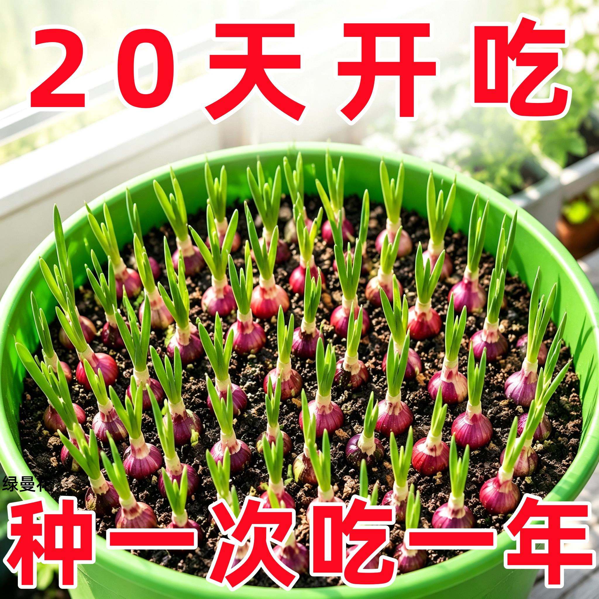种植专用四川小香葱红葱头带芽盆栽火葱黄葱四季葱苗榨葱油干葱头