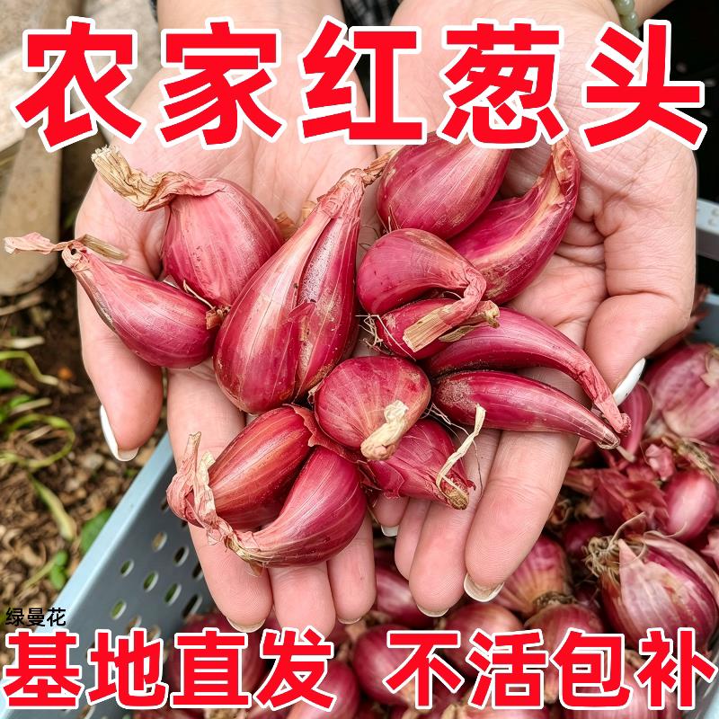 红葱头种四季小香葱头火葱小葱头种子阳台盆栽庭院地栽蔬菜种籽