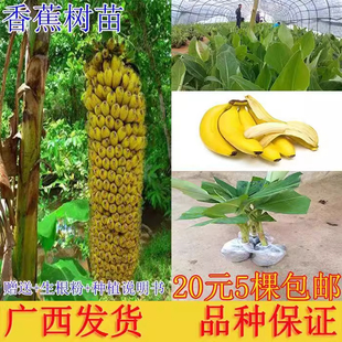 矮化香蕉粉蕉小米蕉苹果蕉红蕉苗芭蕉大苗南方当年结果