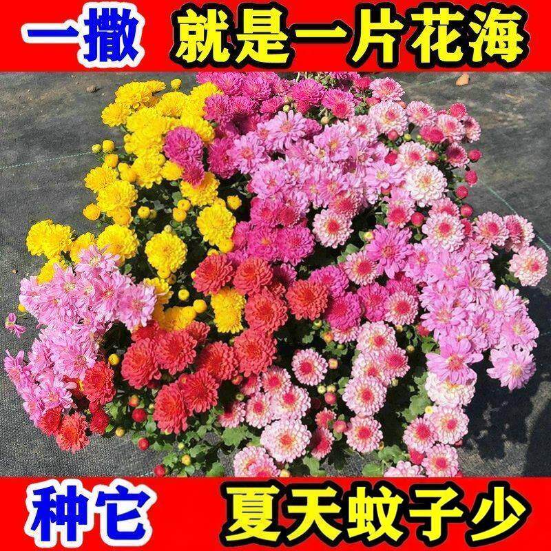 除虫菊种子防蚊驱虫草种籽多年生可切花室外阳台盆栽四季播花种子