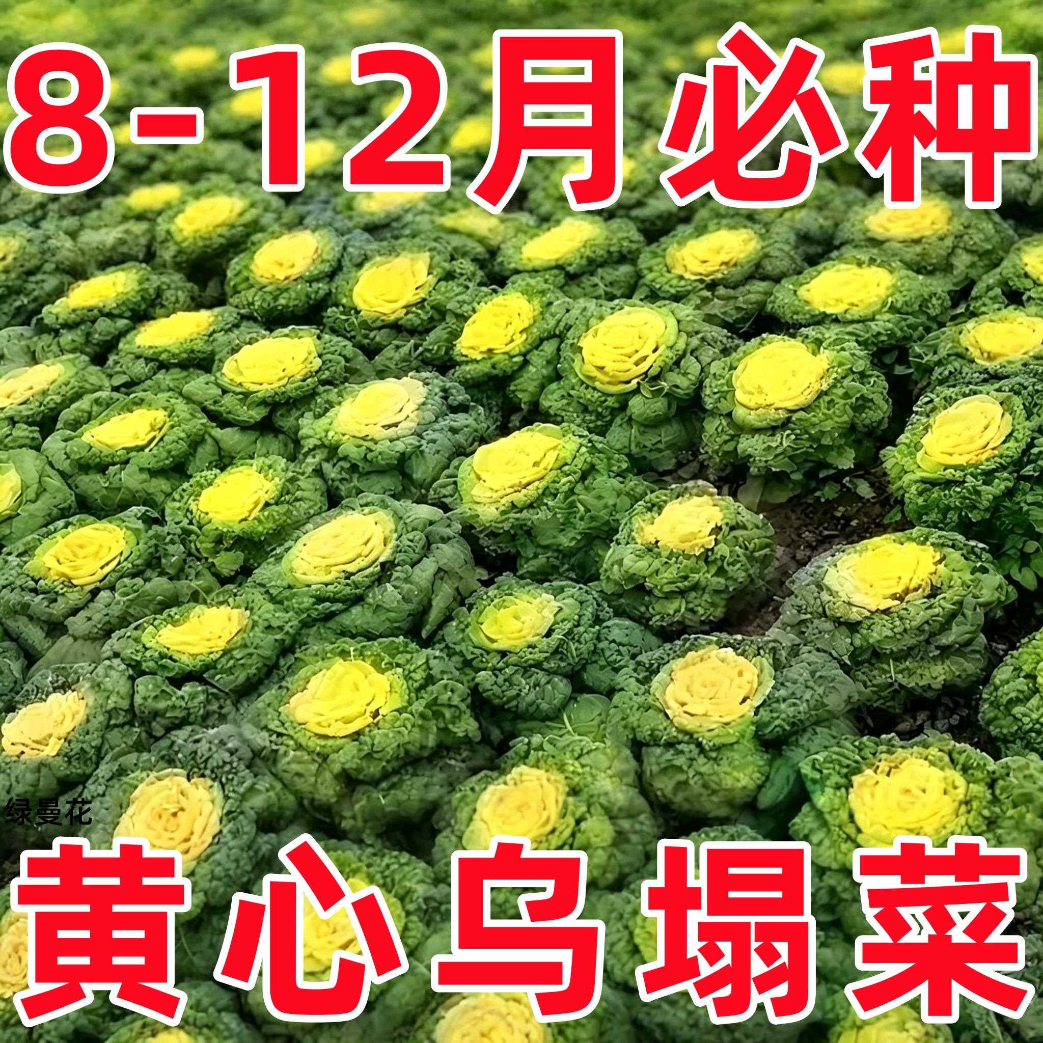 耐寒黄心乌塌菜黄心菜菊花心菜大白菜农家四季播蔬菜黄金乌
