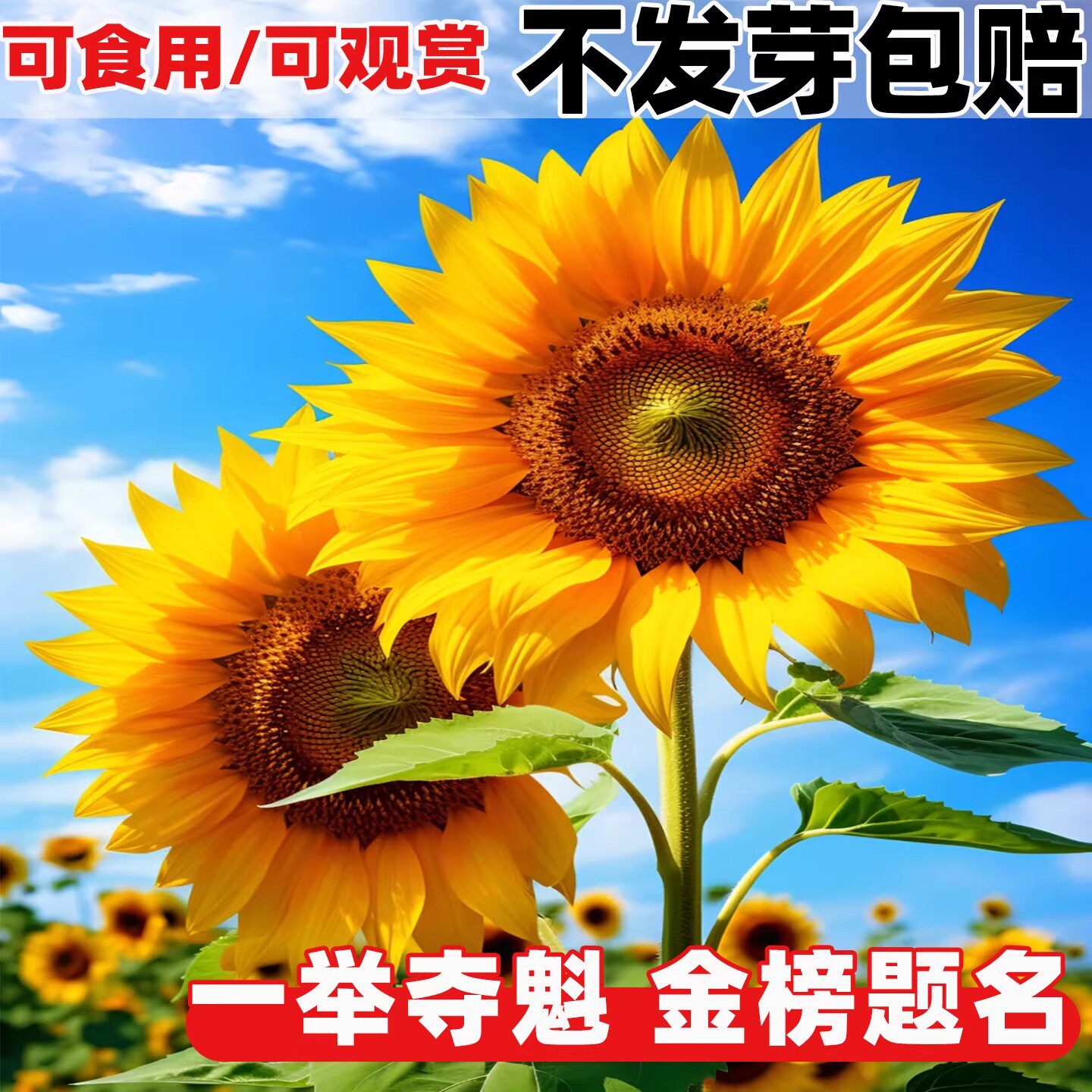 向日葵种子孑一举夺魁高杆盆栽室外庭院易活观赏切花食用葵花种籽