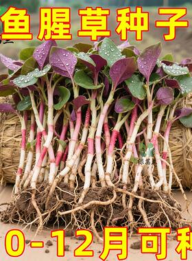 野生鱼腥草种子种苗+四川正宗新鲜折耳根苗家庭园艺四季盆栽