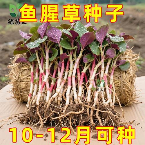 野生鱼腥草种子种苗+四川正宗新鲜折耳根苗家庭园艺四季盆栽