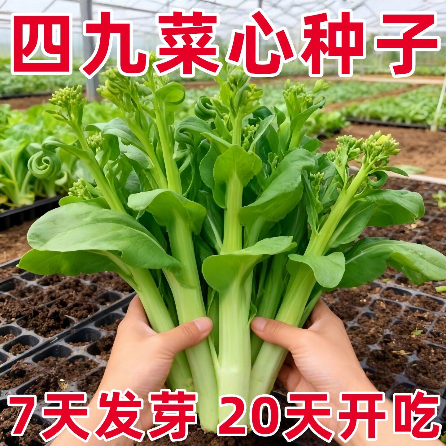 【20天采收】四季菜心种子四九甜菜心种子广东青菜籽盆栽蔬菜种籽,鲜花速递/花卉仿真/绿植园艺,种苗/半成品盆栽,淘宝优惠券,粉丝福利购,淘宝优惠卷