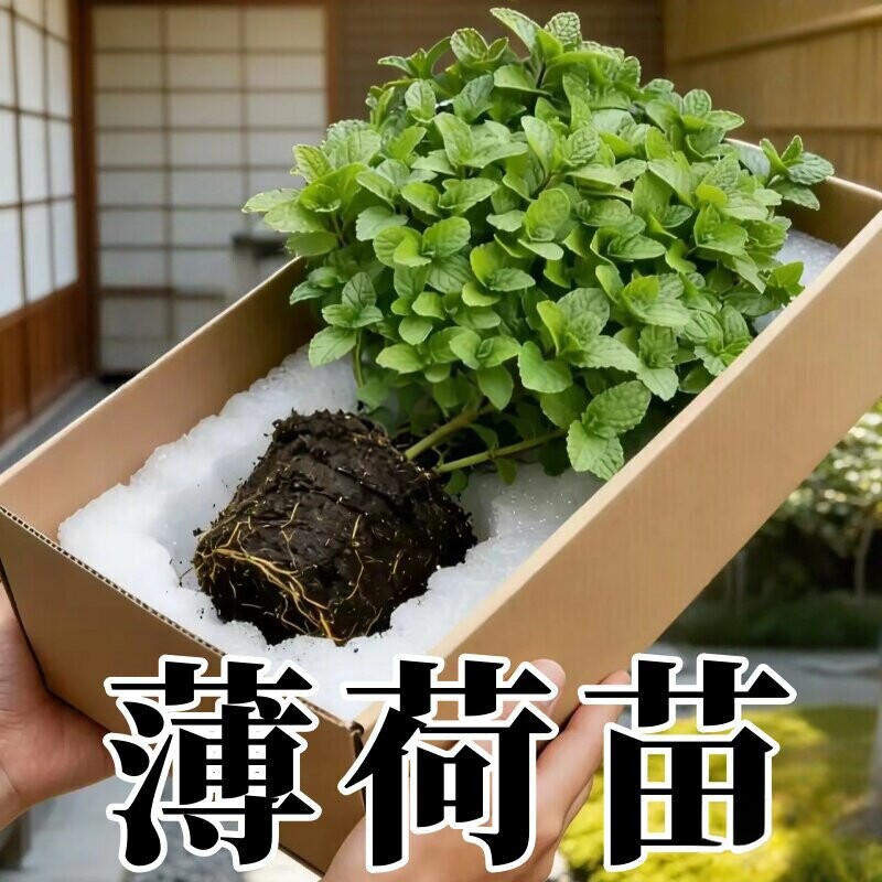 薄荷苗大叶薄荷草耐热耐寒室内绿植阳台种植新鲜薄荷叶苗驱蚊盆栽