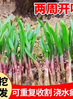 韭菜根苗宽叶夏季头茬紫根现紫根根大叶室内耐寒阳台蔬菜盆栽庭院