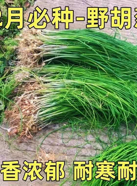 野葱新鲜野菜深山现挖小根蒜胡葱野生葱百香葱野菜苦藠头种子四季