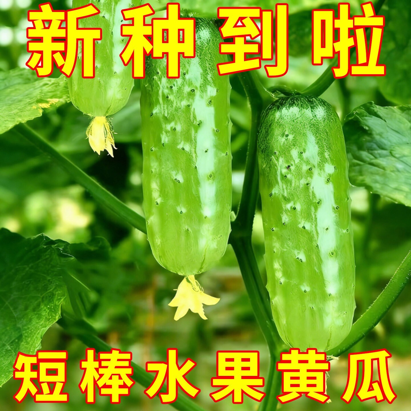 兔子腿水果型黄瓜种子新品种短棒瓜籽大田小院春秋两季播种早熟
