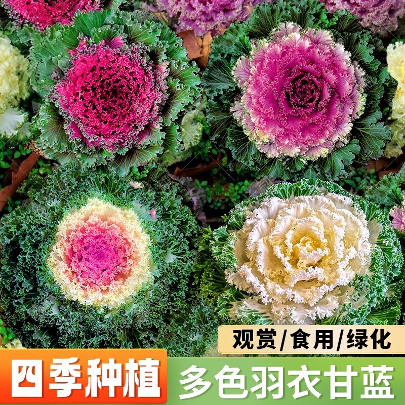 多彩羽衣甘蓝种籽观赏食用日本甘兰蔬菜种子叶牡丹春秋季盆栽菜籽