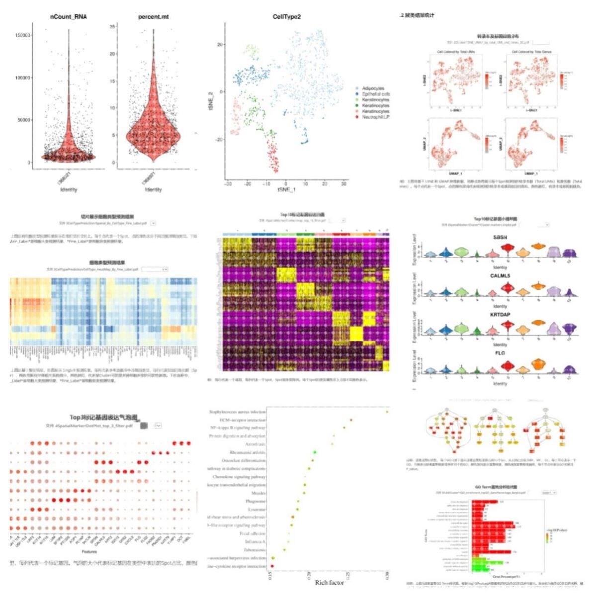 10xRNA单细胞原始数据分析10xST空转数据分析测序fastq数据分析