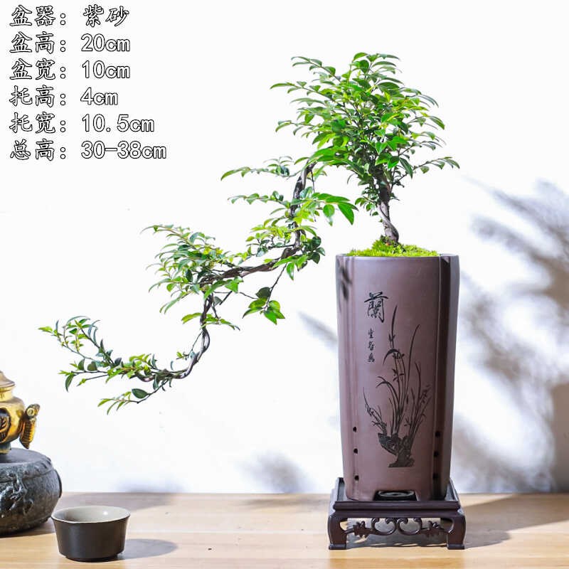 悬崖式小叶紫檀黑骨茶盆景飘枝造型盆栽室内中式茶室阳台送礼绿植
