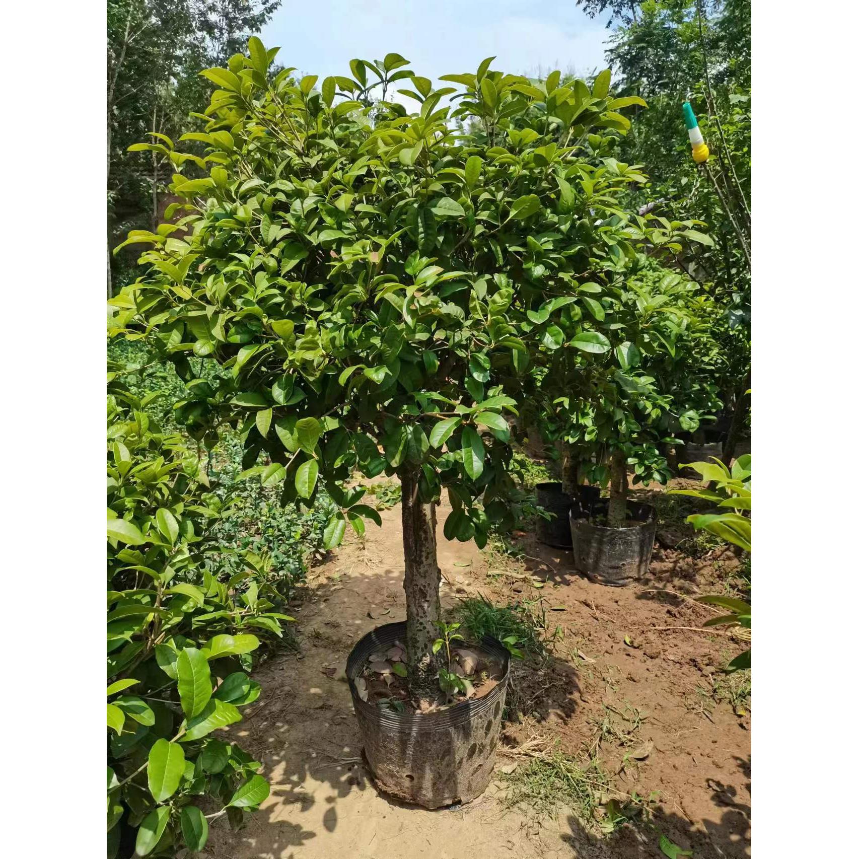 桂花树苗老桩四季桂盆栽室外地栽开花不断室内阳台庭院浓香型花卉