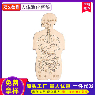 消化系统木趣味人体器官认知模型科技小制作手工diy简易自制 材料