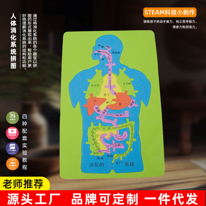 人体消化系统科技小制作发明手工DIY内脏拼图EVA模型益智科学实验