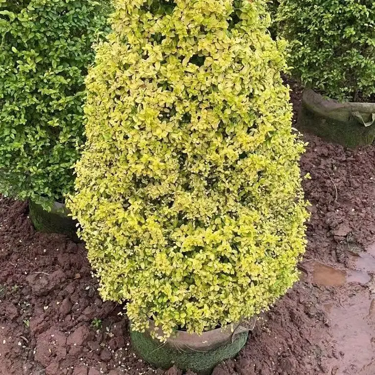 庭院植物亮晶女贞塔型造型树庭院定型