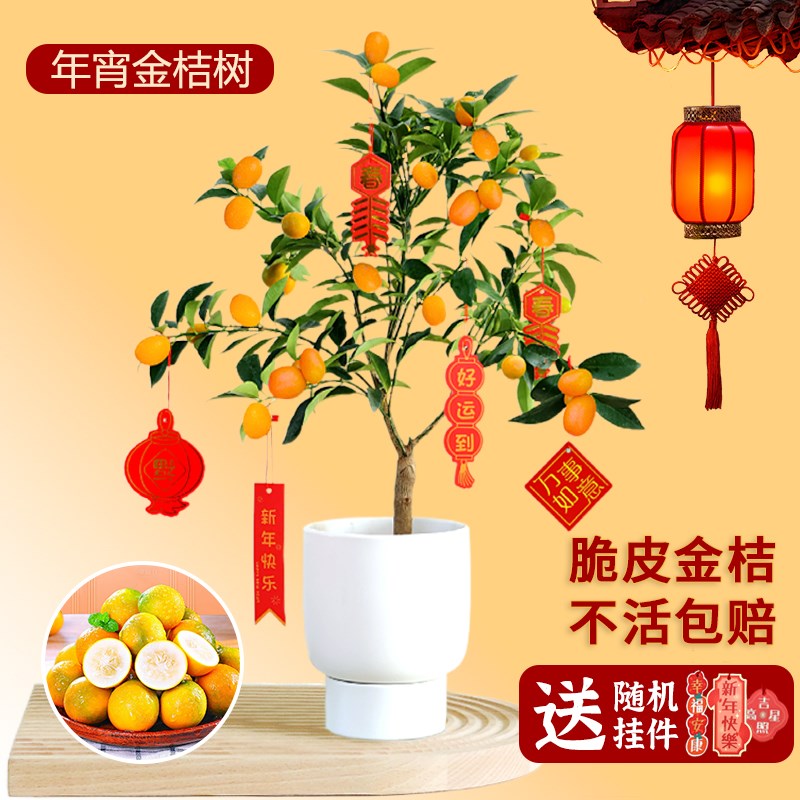 水培植物金桔树盆栽可食用带果脆皮四季橘子树苗客厅室内花卉绿植