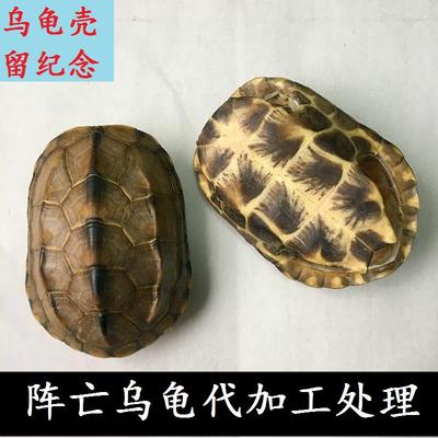 乌龟壳代加工处理自养死亡乌龟留龟壳作纪念品 取壳加工费手工费