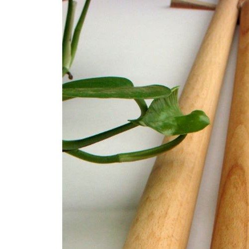 山毛榉木衣柜，衣架，实木衣柜，横杠，橱柜，挂杆，木柜，角配件