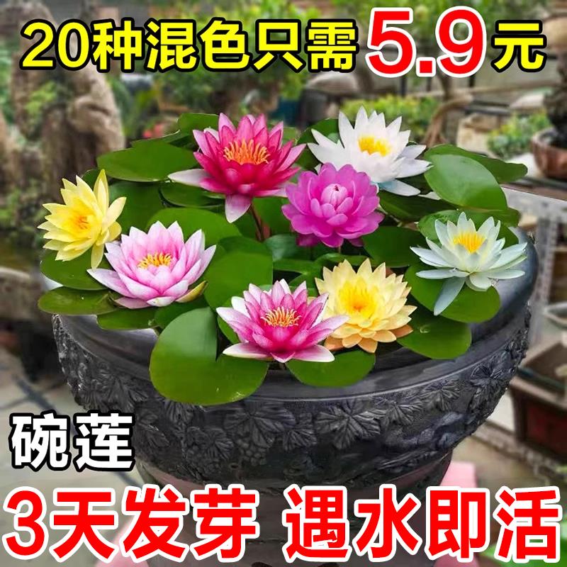 碗莲种四季开花卉好养荷花种籽盆栽室内阳台种子睡莲水培植物藕根