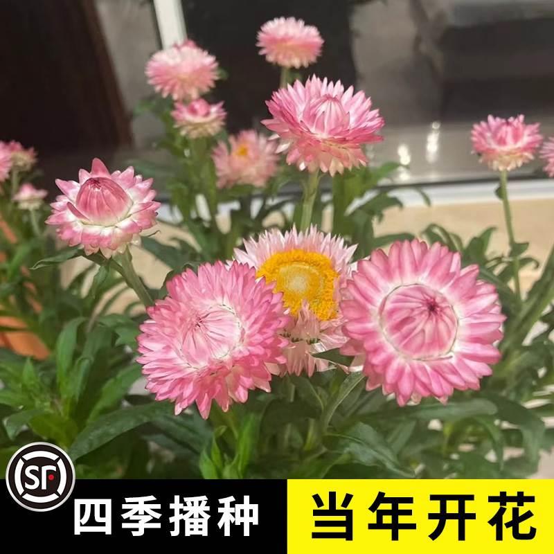 麦秆菊种子混色腊菊干花菊花籽景观绿化盆栽花卉阳台切花园艺观花