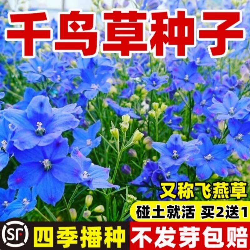 千鸟草小花飞燕草易籽耐寒庭院野花阳台盆栽四季蓝色花种子种春播