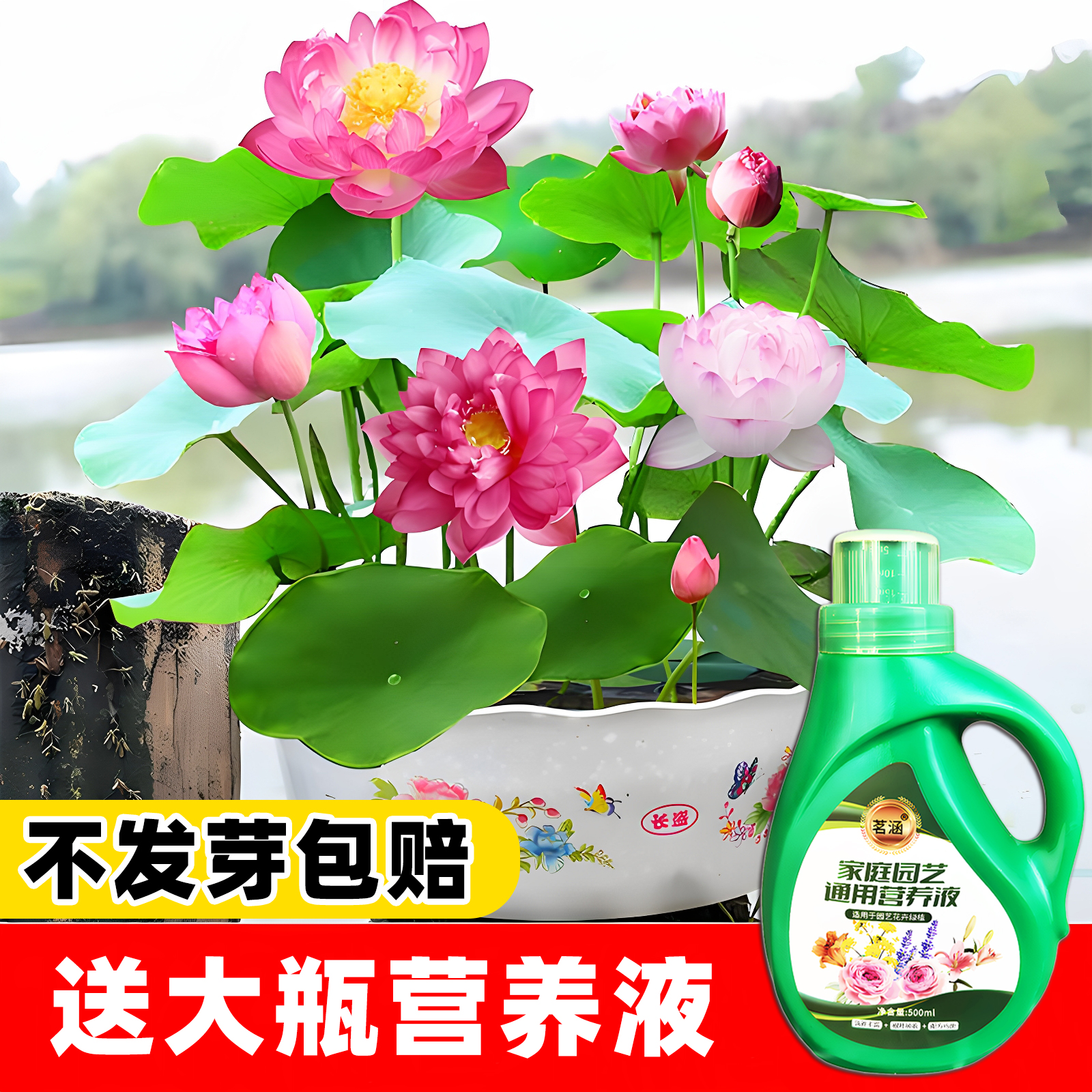 碗莲睡莲种子水培植物花卉种籽