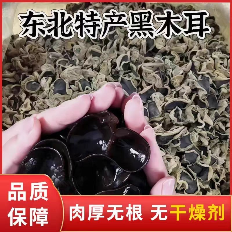 东北秋木耳干货500g无根肉厚干净无沙新货东北特产凉拌炒菜小碗耳
