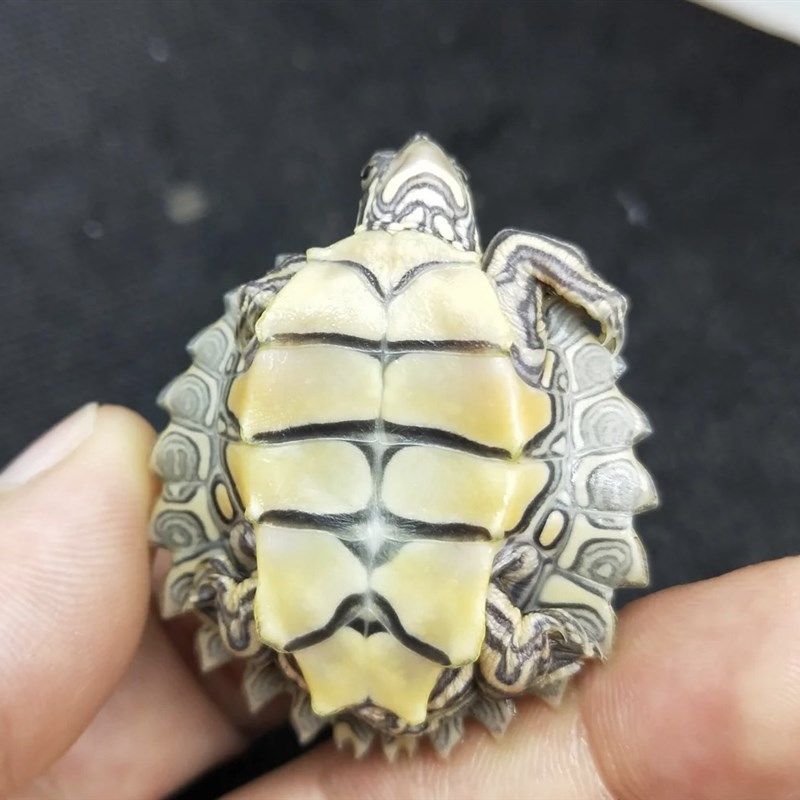 【龟界哈士奇】密西西比黑瘤地图乌龟苗宠物龟招财龟观赏龟深水龟,宠物/宠物食品及用品,龟/鳖,淘宝优惠券,粉丝福利购,淘宝优惠卷