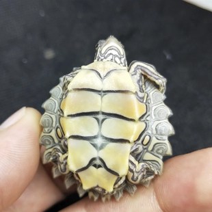 【龟界哈士奇】密西西比黑瘤地图乌龟苗宠物龟招财龟观赏龟深水龟