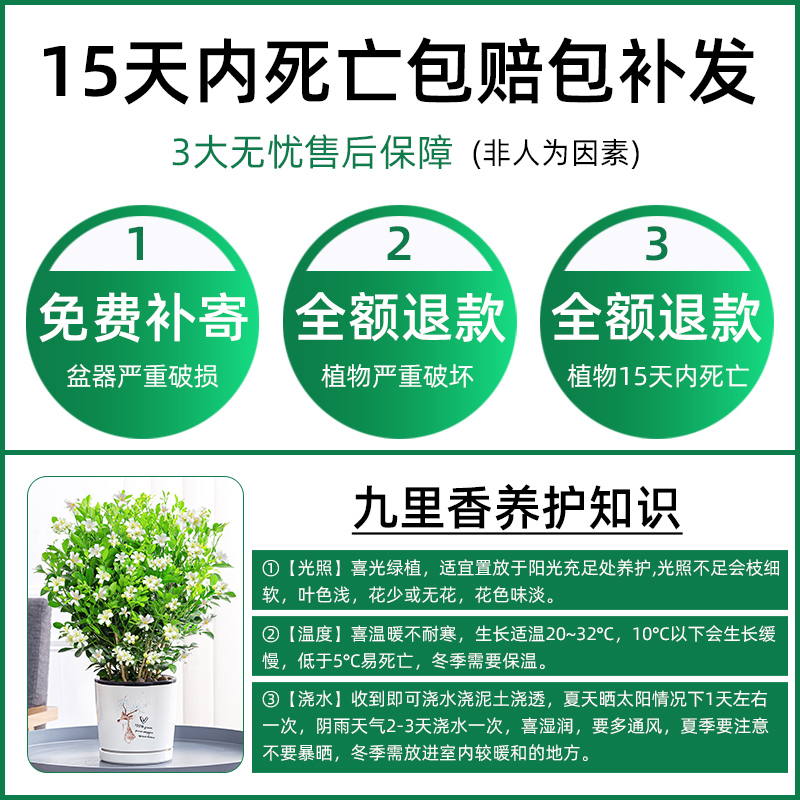 九里香盆栽室内外四季常青浓香型开花植物好养花卉驱蚊老桩绿植