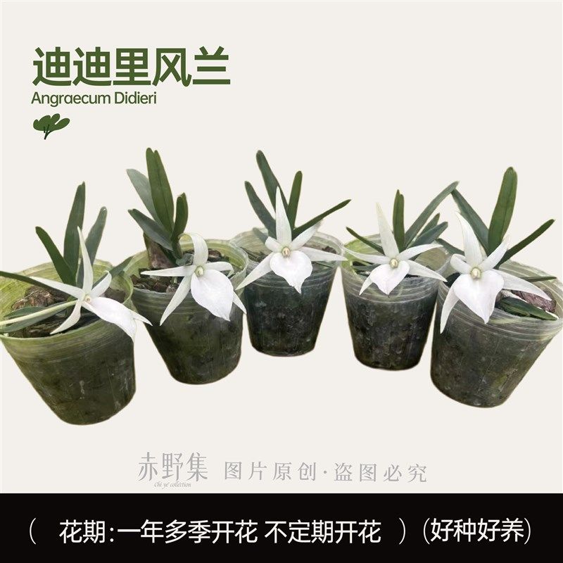 赤野集迪迪里风兰白色兰花花香迷你奇异小众特色花卉植物盆栽