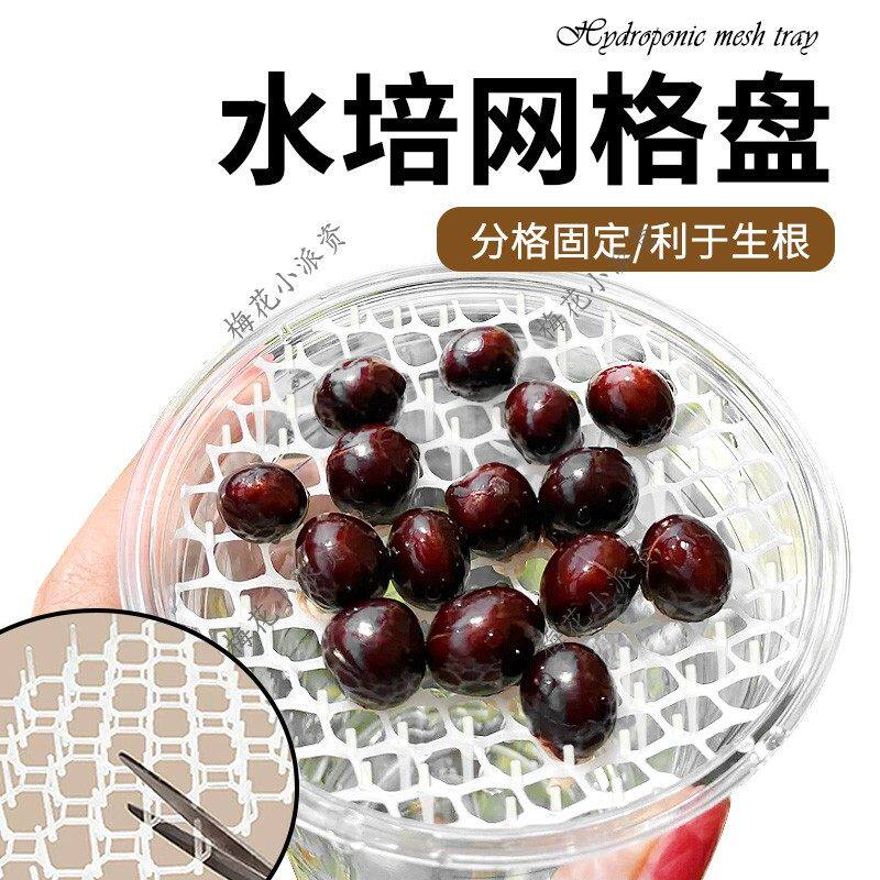 水培网格盘阳台无土栽培保湿透气育苗盘水培桃子荔枝茨菇固定支架