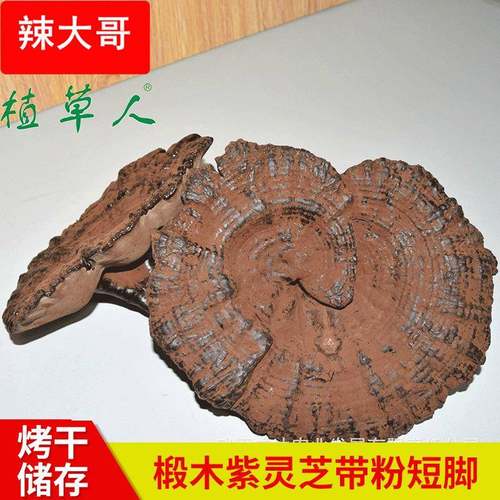 福建椴木紫灵芝赤灵芝 色泽饱满带粉短脚灵芝 散装短柄清香紫灵芝