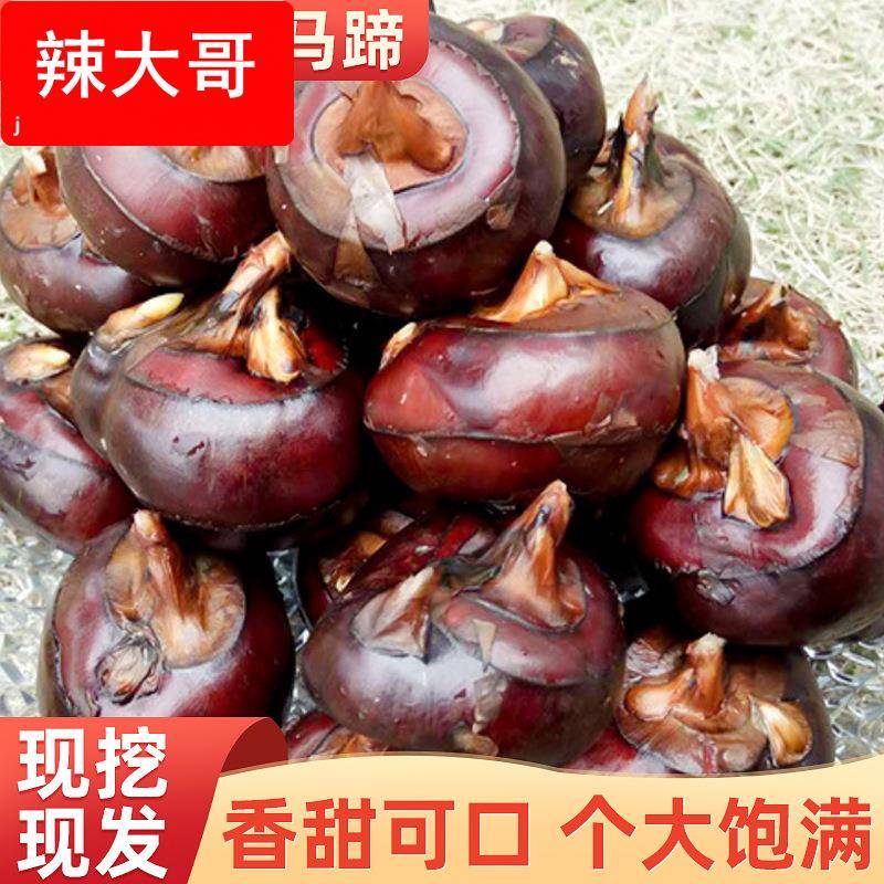 现货当日发农家自种马蹄新鲜荸荠广西荔浦清甜爽口马蹄特色蔬菜