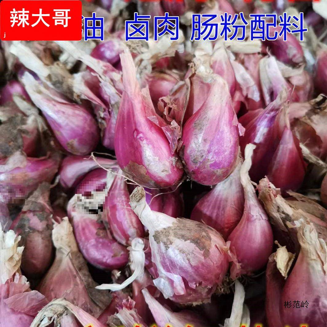 四川红葱头干葱头四季香葱头火葱种熬葱油卤肉饭盆栽种植产地直发