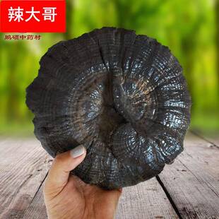 吉林长白山紫灵芝 黑灵芝 赤灵芝 红灵芝 泡酒平盖一米大灵芝摆件