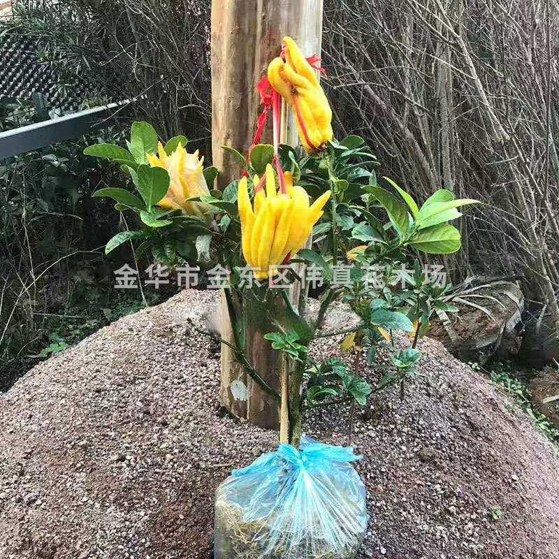 金华佛手 佛手橘带果发货室内观果植物 花卉盆景盆栽植物 佛手树