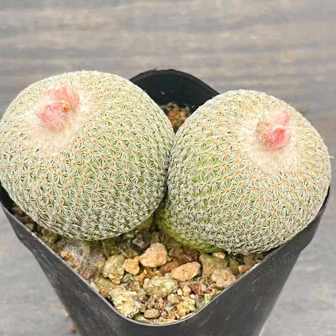 双头月世界开花仙人球稀有白刺不扎手仙人掌多肉植物防辐射小盆栽