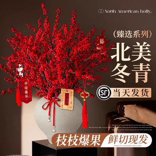 2026年北美冬青红色果枝室内观赏植物新年喜庆装饰年宵花鲜切现发