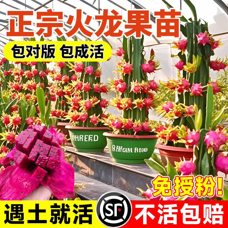 火龙果苗特大苗红心种植四季结果