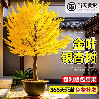 银杏树活苗大树庭院绿化植物
